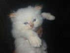 Persian Kitten