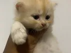 Persian Kittens