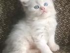 Persian Kitten