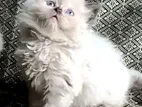 Persian Kitten