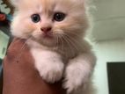 Persian Kitten