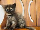 Persian Kitten