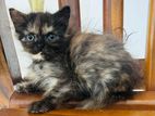 Persian Kitten