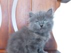 Persian Kitten