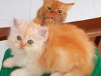 Persian Kittens