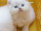 Persian Kitten