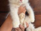 Persian Kitten