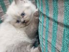 Persian Kitten