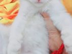 Persian Kitten