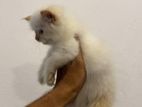 Persian Kitten