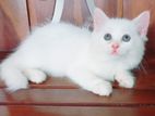 Persian Kitten