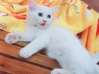Persian Kitten