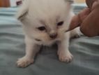 Persian Kitten