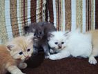 Persian Kitten