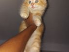 Persian Kitten