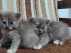 Persian Kitten