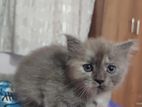Persian Kitten