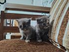 Persian Kitten