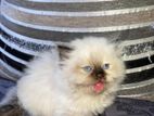 Persian Kittens