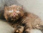 Persian Kitten