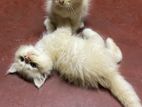 Persian Kittens