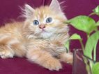 Persian Kitten