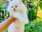 Persian Kitten