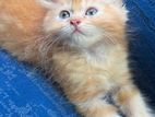 Persian Kitten