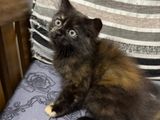 Persian Kitten