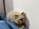 Persian Kitten