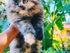 Persian Kitten