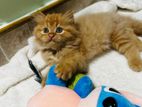 Persian Kittens