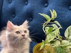 Persian Kittens