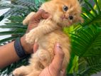 Persian Kitten