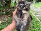 Persian Kitten