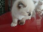 Persian Kittens