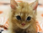 Persian Kitten