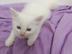 PERSIAN KITTEN
