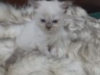 Persian Kitten