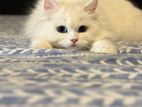 Persian Kitten