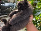 Persian Kitten