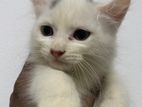Persian Kitten