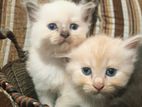 Persian Kitten