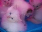 Persian Kitten