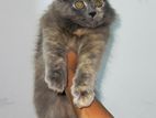 Persian kitten