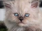 Persian Kitten