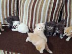 Persian Kitten