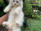 Persian Kitten