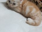 Persian Kitten