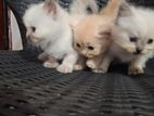 Persian Kitten